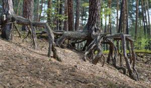 Plants vulnerable to transplant shock