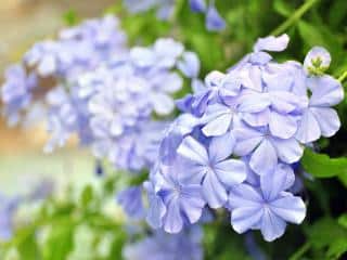 plumbago