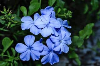 plumbago propagation