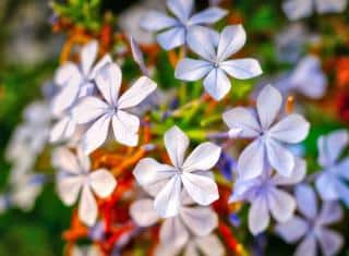 plumbago care deadheading