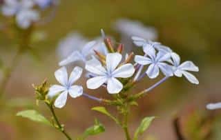 plumbago flower