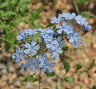 plumbago planting