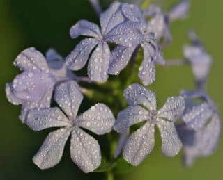 plumbago watering