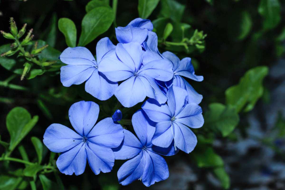 plumbago - tips and guidance for the best possible care