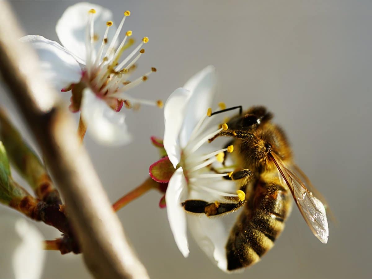 Pollinator shrubs