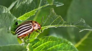 Diseases and pests on potato