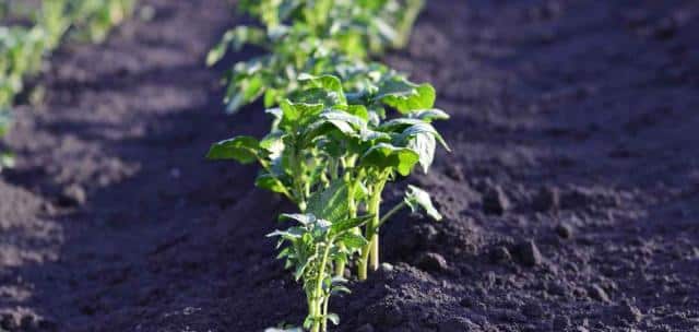 Ridging potato