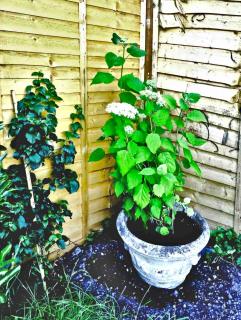Potted climbing hydrangea