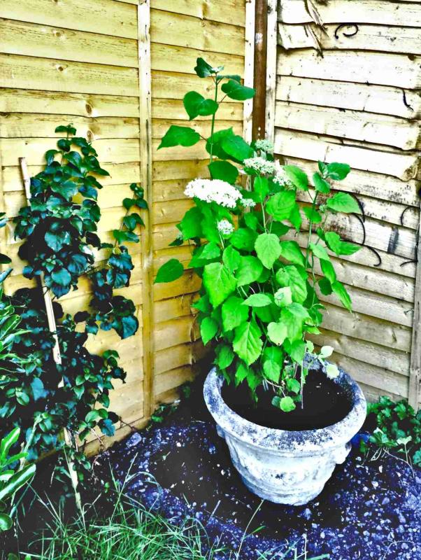 Potted climbing hydrangea