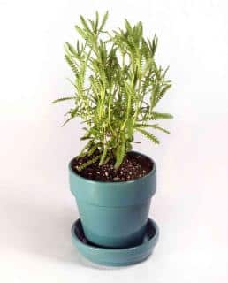 French lavender in pots