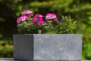 Potted garden verbena