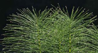 Horsetail in a pot