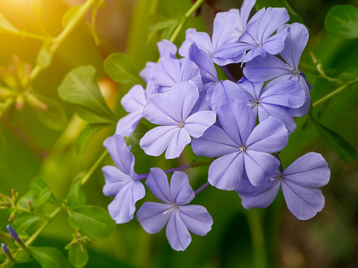 Plumbago multiply