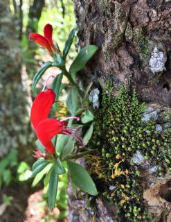 Aeschynanthus propagation