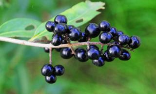 Wild privet propagation