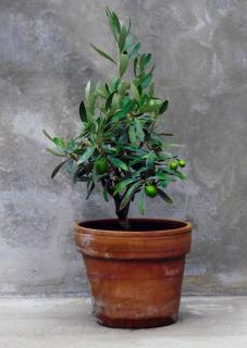 Protect olive in pot during winter