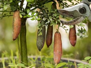 Finger lime pruning