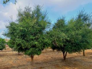 Pruning finger lime tree