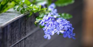 pruning plumbago