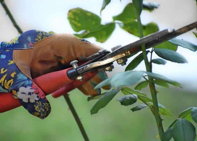 Pruning roses in winter