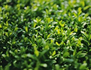 Pruning wild privet