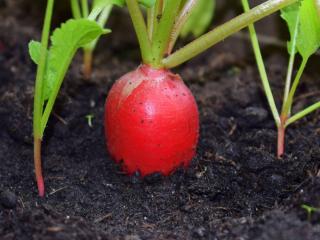 Caring for radish