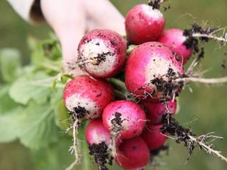 Radish harvest