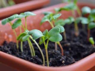 sowing radish