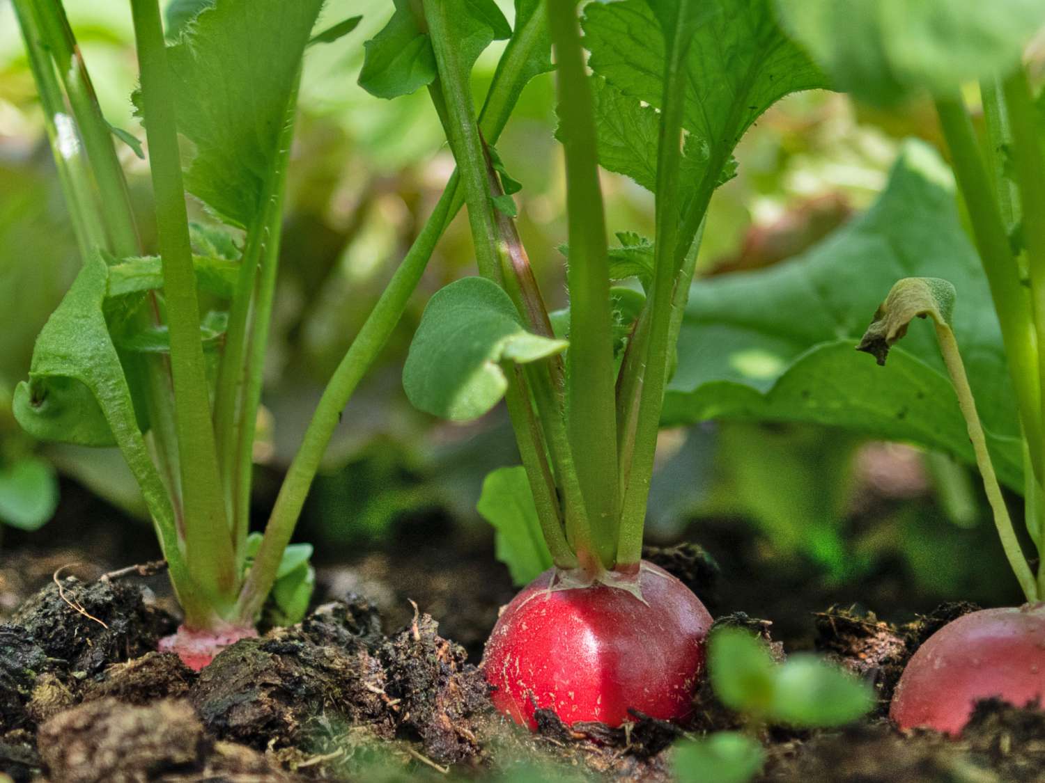 Radish