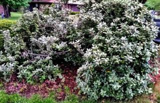 recovering shrub