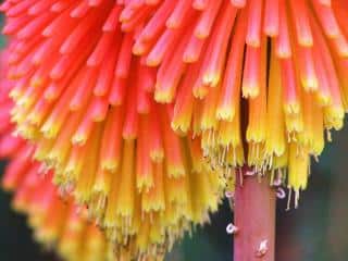 red hot poker varieties