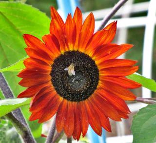 Red sunflower