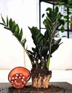 Repotting zamioculcas