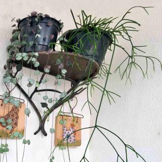 Rhipsalis hanging indoor plant