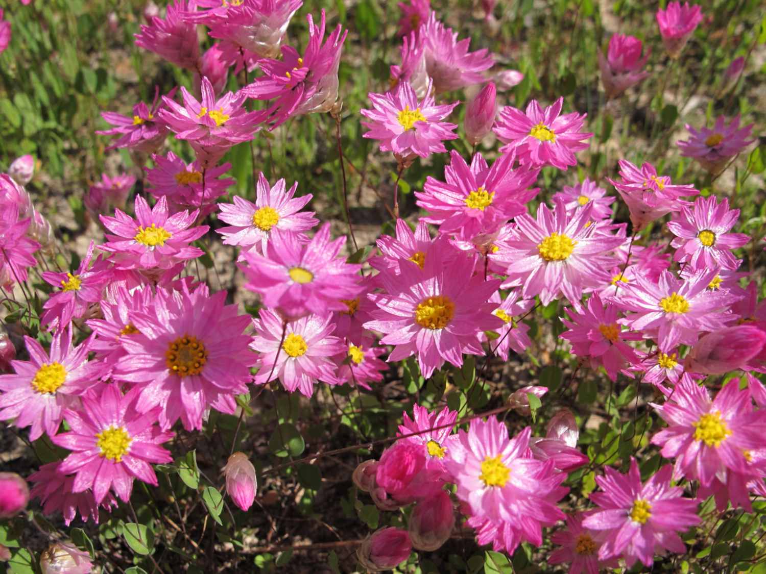 Rhodanthe