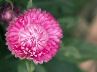 Pink everlasting, rhodanthe