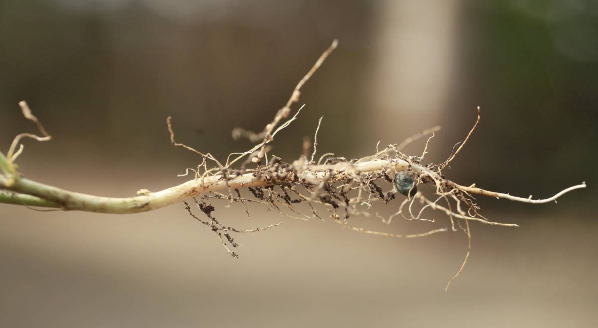 Root damage during transplanting