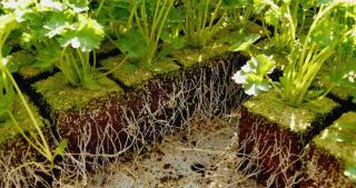 root to leaf ratio