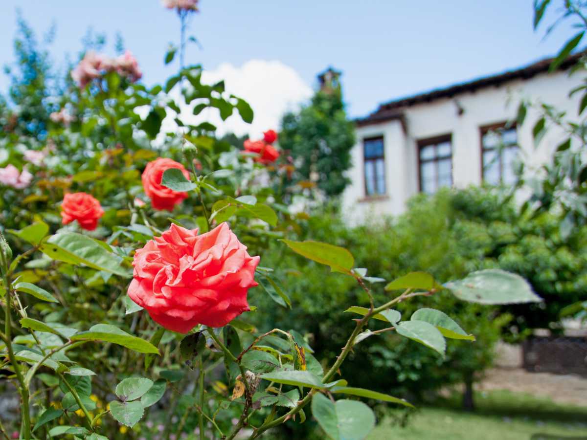 Rose near house