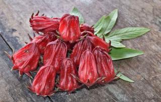 Roselle flowers for benefits