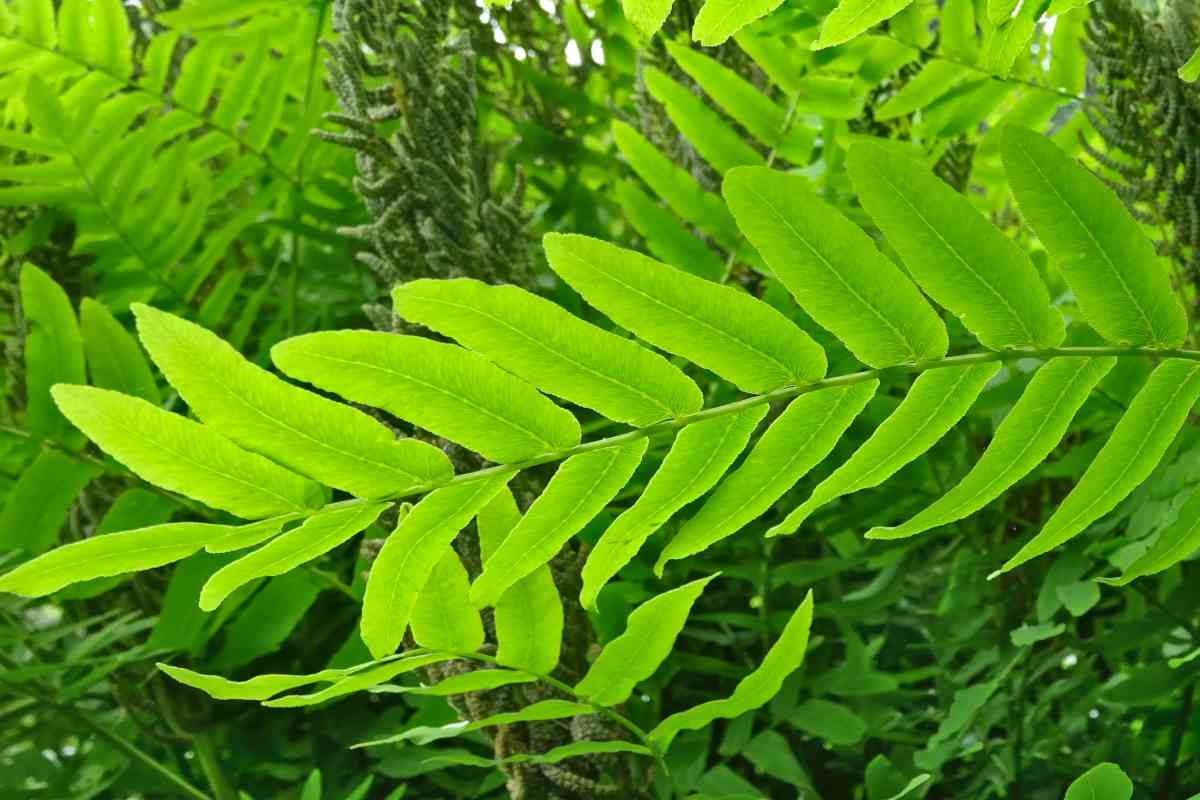 Osmunda regalis