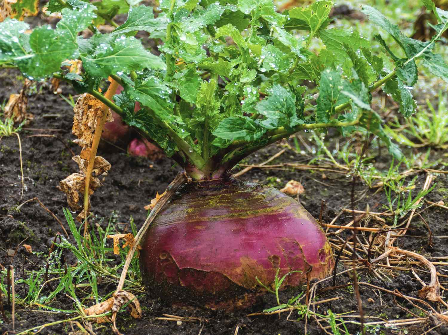 Rutabaga