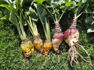 Rutabaga harvest