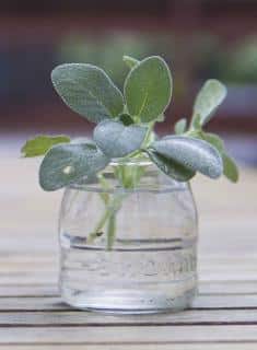 Sage propagation