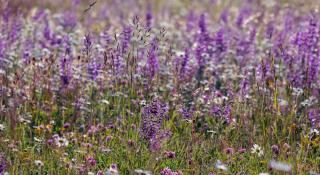 Sage varieties