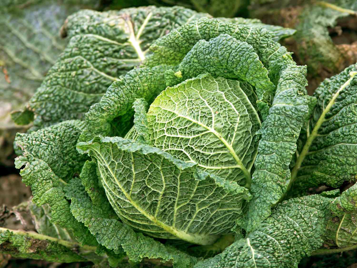 Savoy cabbage