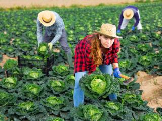 Harvesting savoy cabbage
