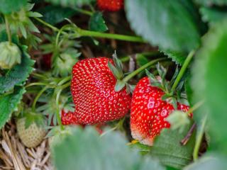 The secret to growing strawberries