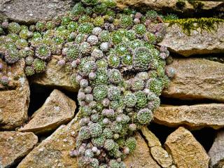 Sempervivum stone wall