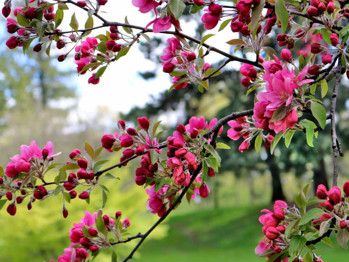 Shrub blooming calendar